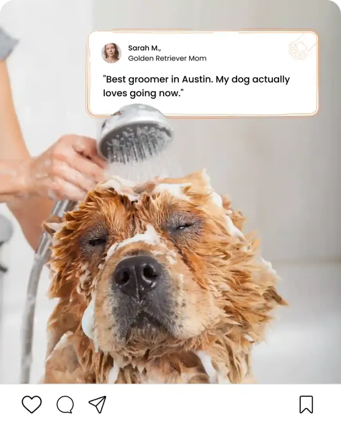 Instagram post design for a pet grooming business Instagram post design for a pet grooming business